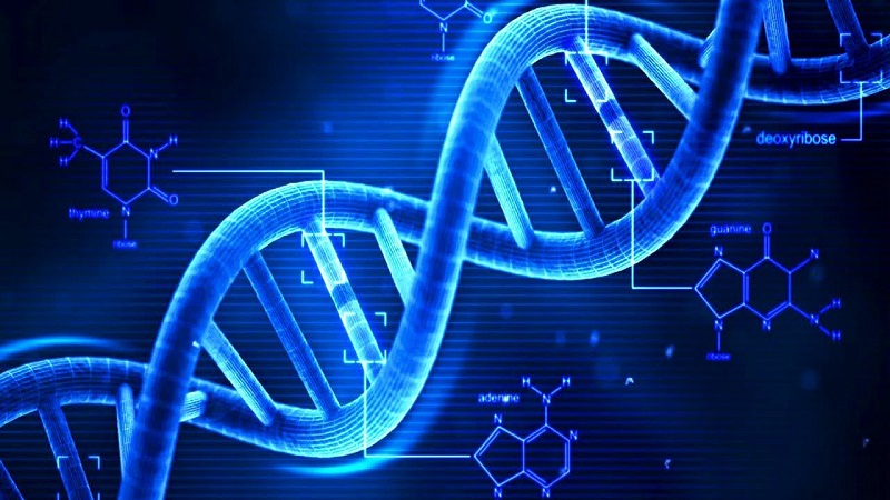Xét nghiệm ADN huyết thống cha – con hết bao nhiêu tiền và thực
