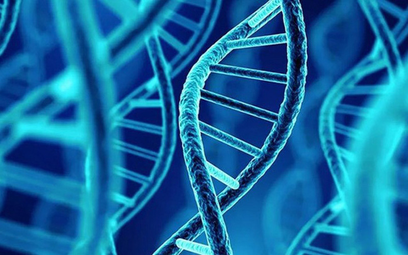 ADN có cấu trúc dạng thang xoắn được tạo thành từ 2 sợi