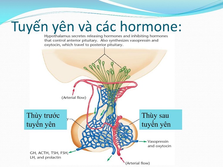 LH được tiết ra từ thùy trước tuyến yên