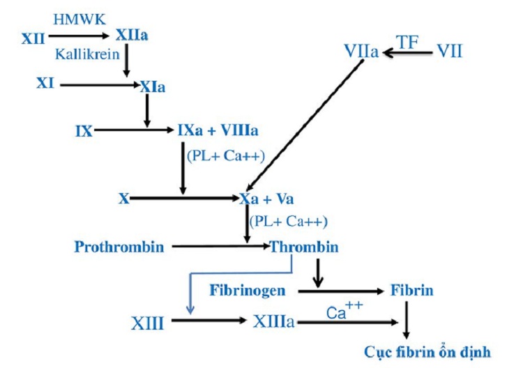 Yếu tố đông máu phụ thuộc vitamin K và vai trò quan trọng trong cơ thể