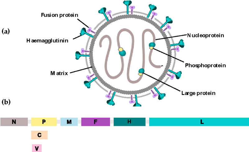 Hình ảnh virus gây nên <a href='https://medlatec.vn/tin-tuc/mot-so-dau-hieu-benh-soi-ban-khong-nen-bo-qua-s195-n18449'  title ='Bệnh sởi'>Bệnh sởi</a>