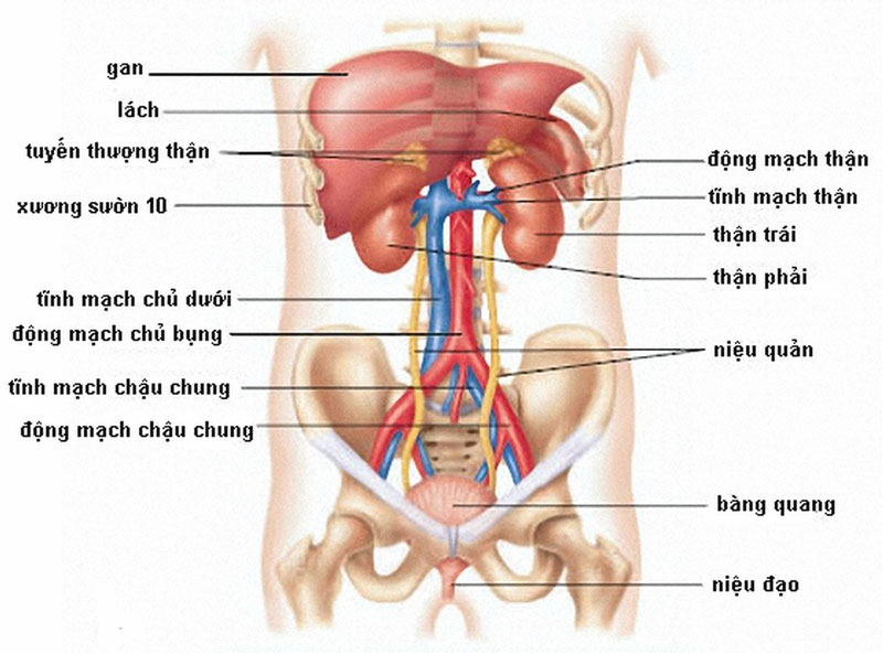 Phần bụng bên trái có nhiều cơ quan thiết yếu của cơ thể.