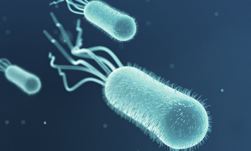 Hình 2: Vi khuẩn E.Coli