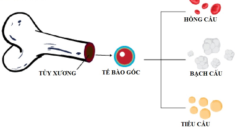 Hình 1: Bạch cầu là một loại tế bào máu quan trọng của cơ thể