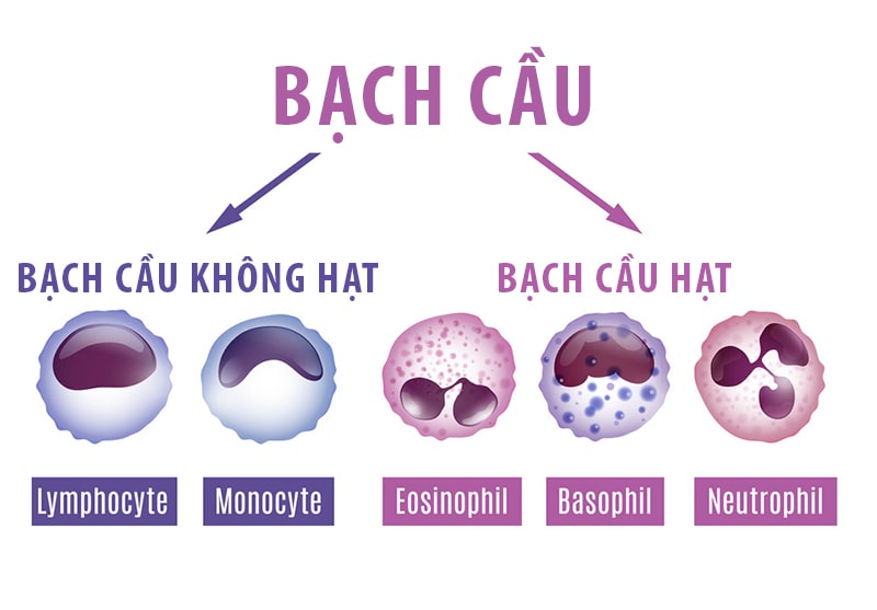 Bạch cầu ưa bazơ là gì?