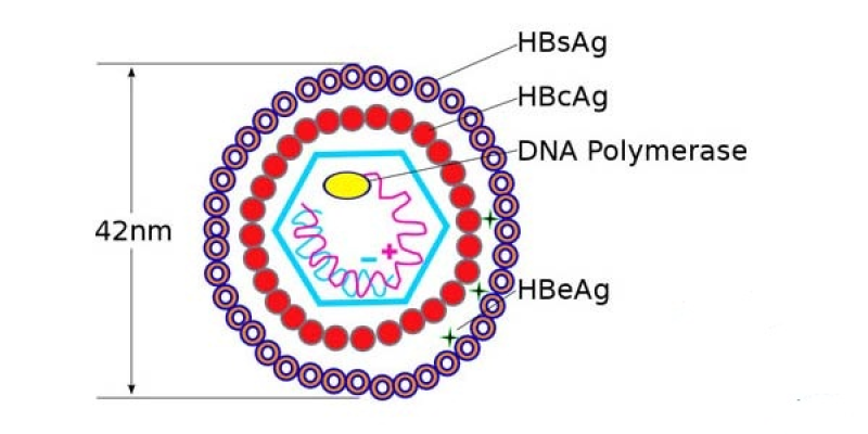 Hình 1: Cấu trúc virus HBV