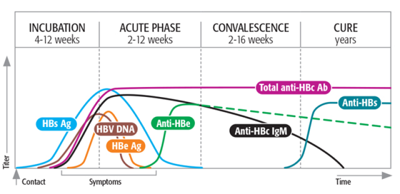 Quá trình xuất hiện kháng nguyên và kháng thể theo thời gian nhiễm HBV