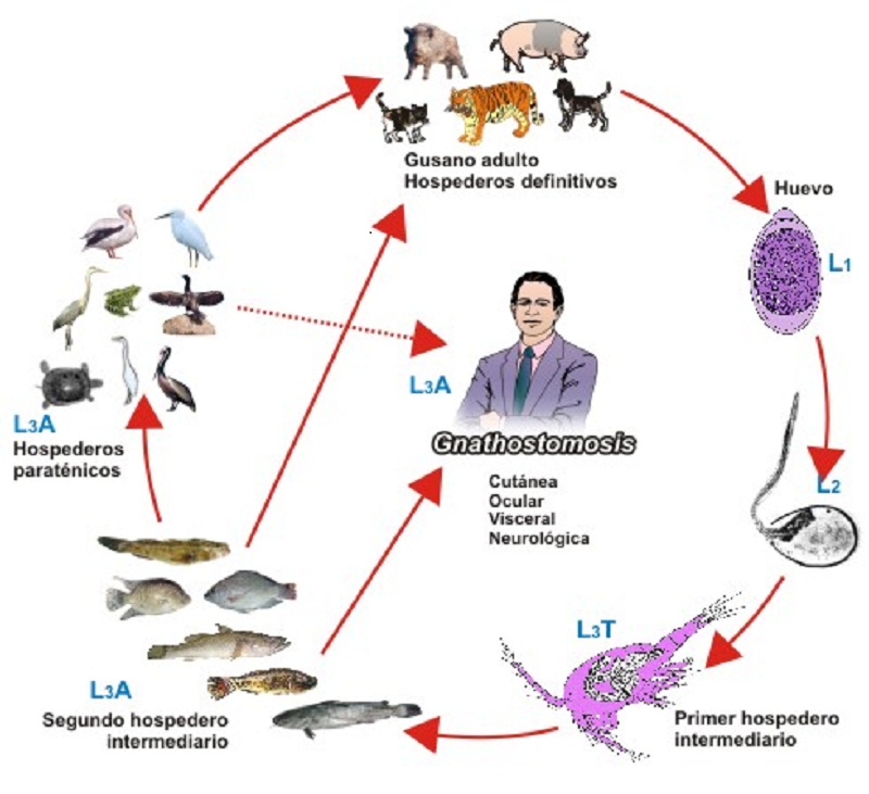 Hình ảnh 3: Chu kỳ sống của Gnathostoma spp
