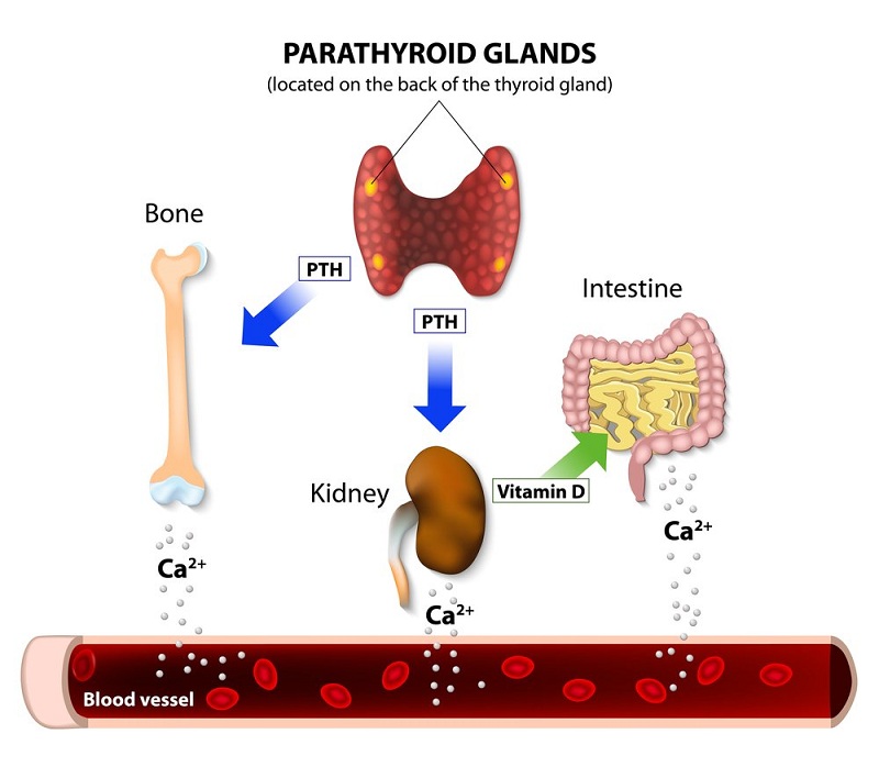 CRH Hormone là gì? Tìm hiểu vai trò và tác động của CRH đối với sức khỏe