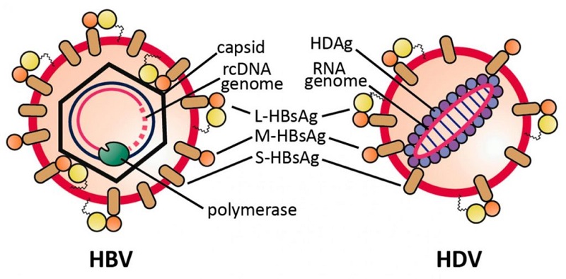 Hình ảnh virus HBV và HDV