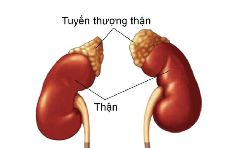 Hormone DHEA S được sản xuất chính ở tuyến thượng thận