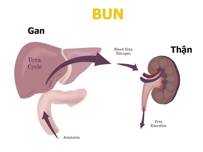 Ý nghĩa của xét nghiệm BUN trong chẩn đoán chức năng gan - thận