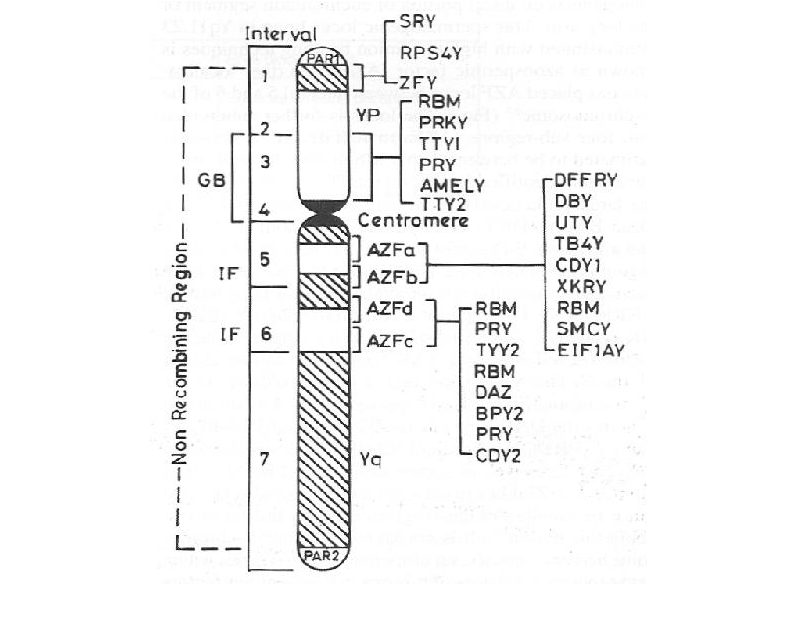Vị trí các đoạn AZF trên nhiễm sắc thể Y