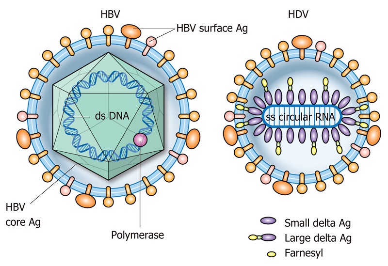 Định lượng HDV RNA trong chẩn đoán viêm gan D | Medlatec