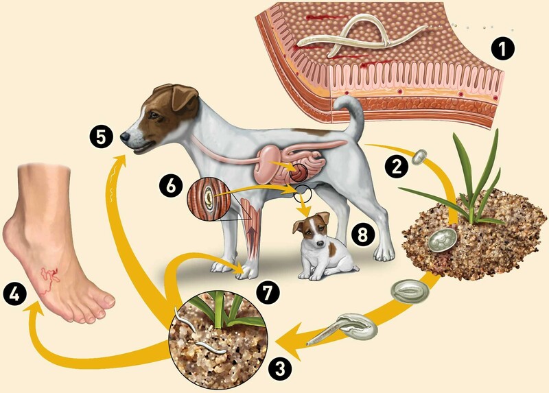 Chu trình phát triển của sán chó trong cơ thể người