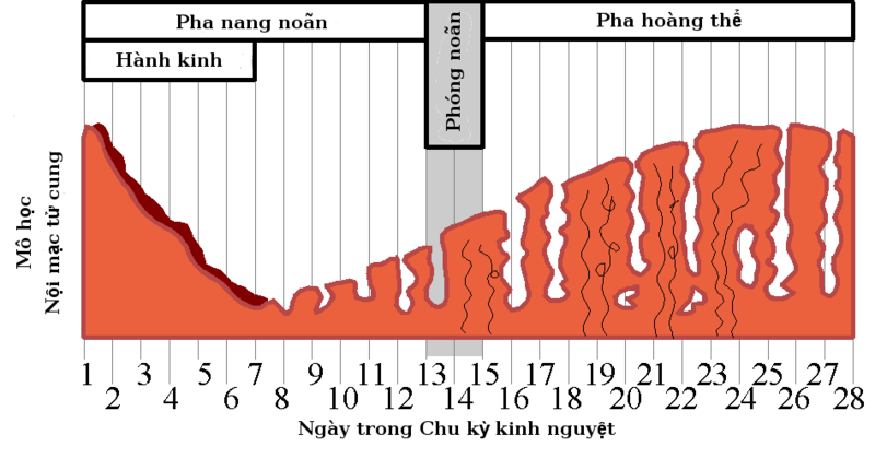 Niêm mạc tử cung ngày 2 chu kỳ kinh nguyệt: Hiểu rõ về sức khỏe phụ nữ