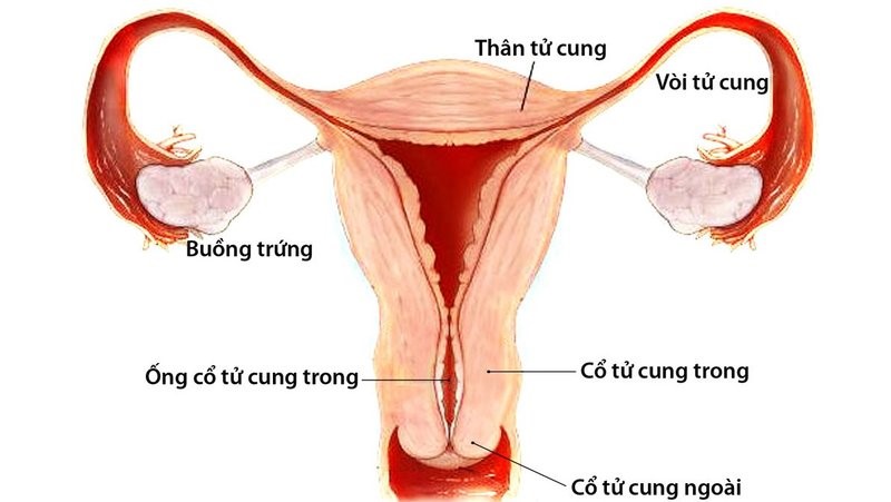 Nên chú ý thời gian thực hiện thủ thuật để đảm bảo hiệu quả