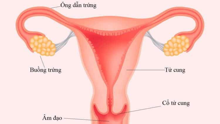 Vô sinh nữ giới có chữa được không cần có phẫu thuật can thiệp