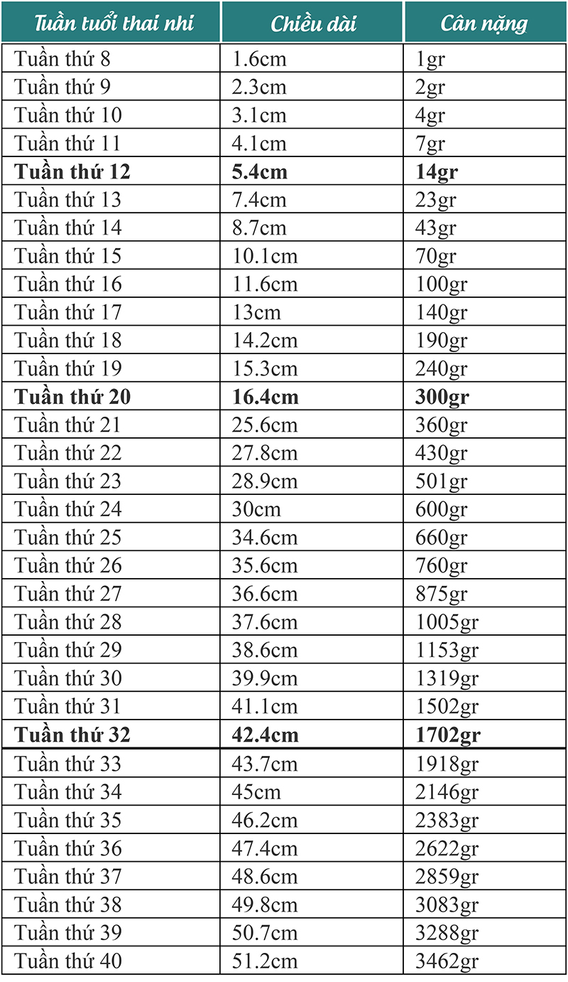 Số đo cân nặng, chiều dài thai nhi chuẩn theo từng tuần tuổi