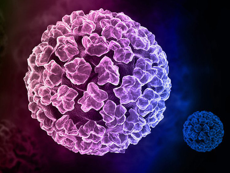 Hình ảnh virus HPV gây bệnh sùi mào gà