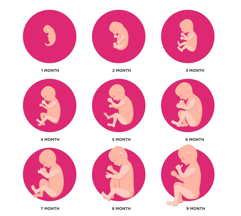 Quá trình phát triển của thai nhi kỳ diệu thế nào?