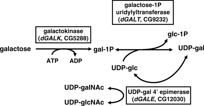 Chu trình chuyển hóa galactose thành glucose