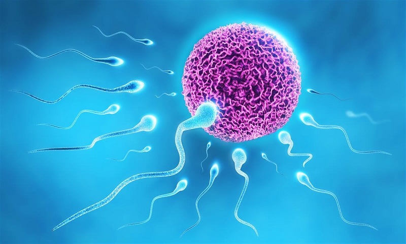 Hình hình ảnh tế bào mô tả trứng gặp gỡ tinh anh trùng