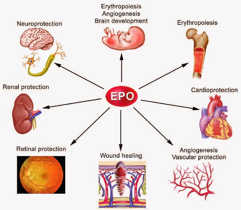 erythropoietin là gì