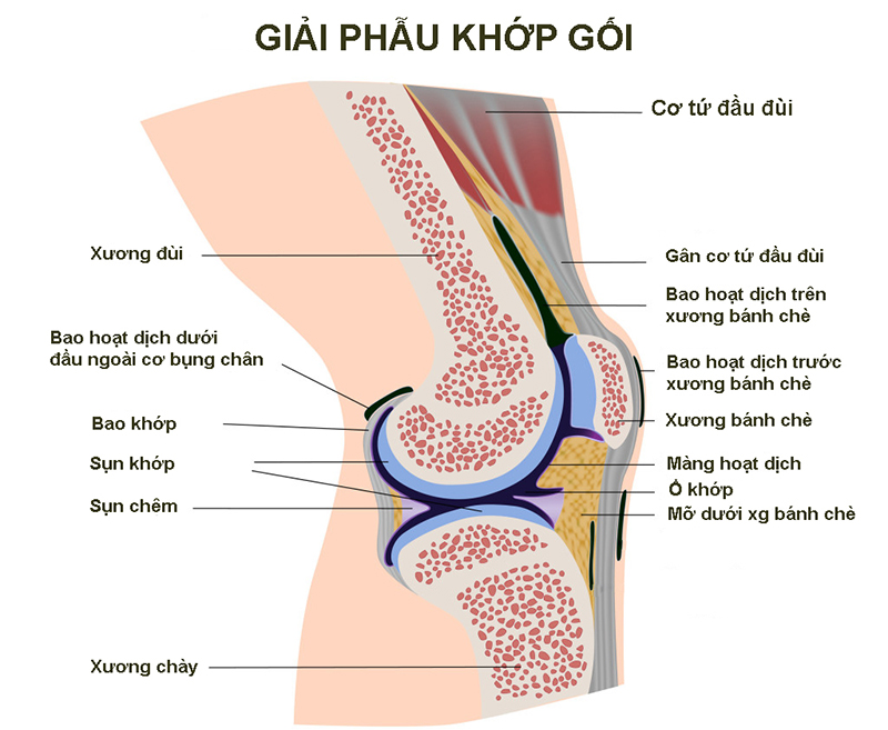 Đầu gối là khớp lớn nhất của cơ thể và là phần quan trọng chi phối việc di chuyển