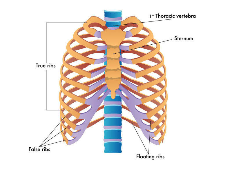 Một người trưởng thành thường có 24 xương sườn, có làm nhiệm vụ bảo vệ cơ quan nội tạng bên trong