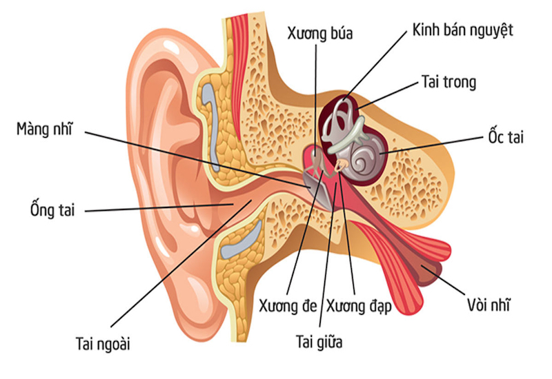 Vị trí ráy tai nằm trong ống tai và có chức năng giúp bảo vệ thính giác
