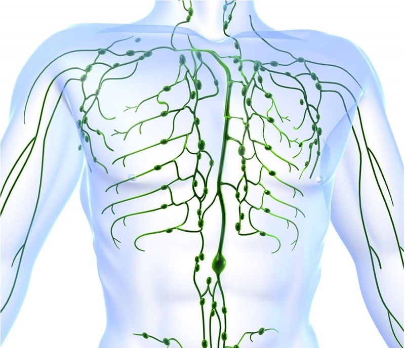 Hạch bạch huyết: Cấu trúc, chức năng và bệnh lý thường gặp | Medlatec