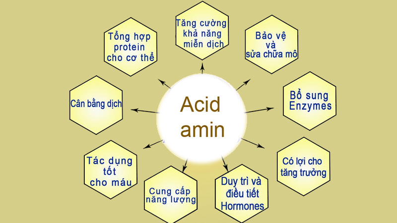 Axit amin có một vai trò vô cùng quan trọng đối với cơ thể của con người