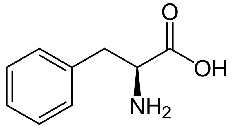 Phenylalanine chính là tiền chất của một tổ chức dẫn truyền thần kinh 