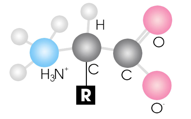 Axit amin là gì? Đặc điểm phân loại các axit amin