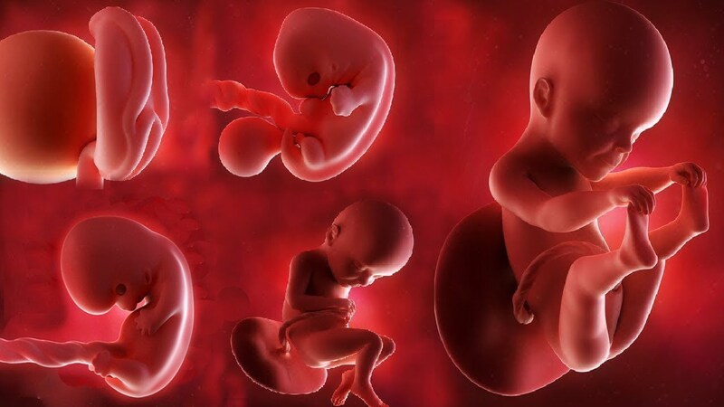 Bổ sung DHA cho mẹ bầu dựa trên giai đoạn phát triển của thai