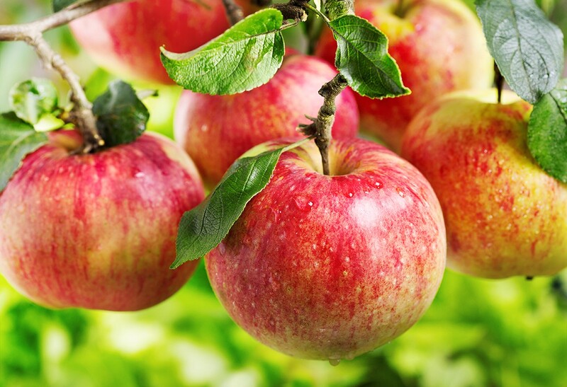 Ăn táo mỗi ngày rất tốt cho sức khỏe chúng ta