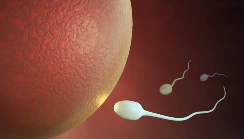 精子在女性生殖器官中可存活 5-6 天