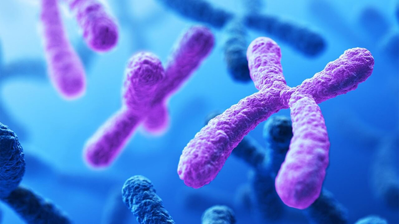 Nhiễm sắc thể – Bộ máy đảm nhận di truyền của sinh vật | Medlatec