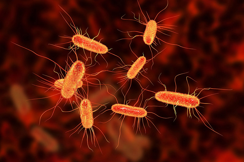 Vi khuẩn E coli có nguy hiểm như chúng ta vẫn nghĩ? | Medlatec