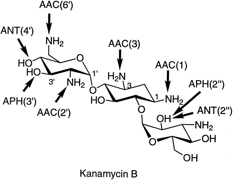 Công thức hóa học của một kháng sinh điển hình thuộc nhóm Amynoglycosid là Kanamycin B