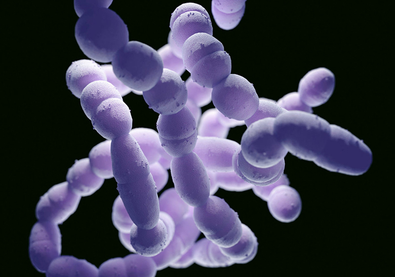 Phế cầu Streptococcus Pneumoniae là một trong những tác nhân dẫn đến viêm màng não ở người lớn