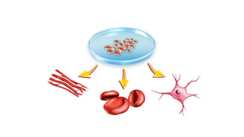 Khá nhiều người thắc mắc không biết tế bào gốc lấy từ đâu