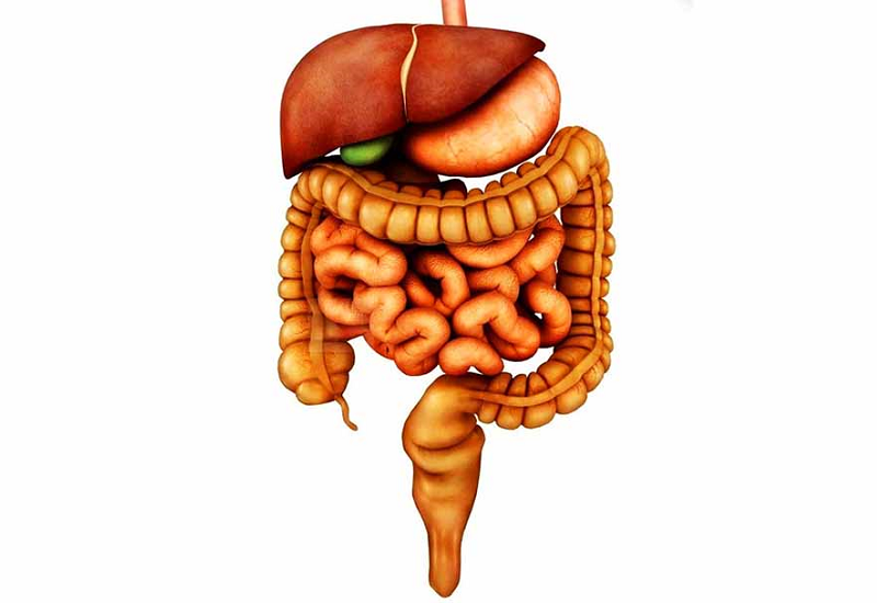 Túi mật có vai trò khá quan trọng trong hệ thống tiêu hóa của con người