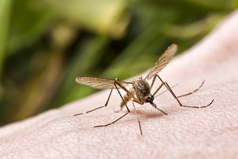 Muỗi vằn truyền virus Dengue kể từ người dịch lịch sự người khỏe khoắn, tạo ra dịch nóng bức xuất huyết