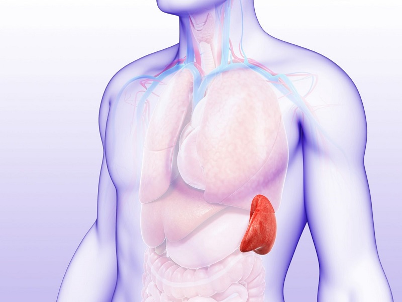 Ung thư lá lách: Nguyên nhân, Triệu chứng và Cách Điều trị Hiệu quả