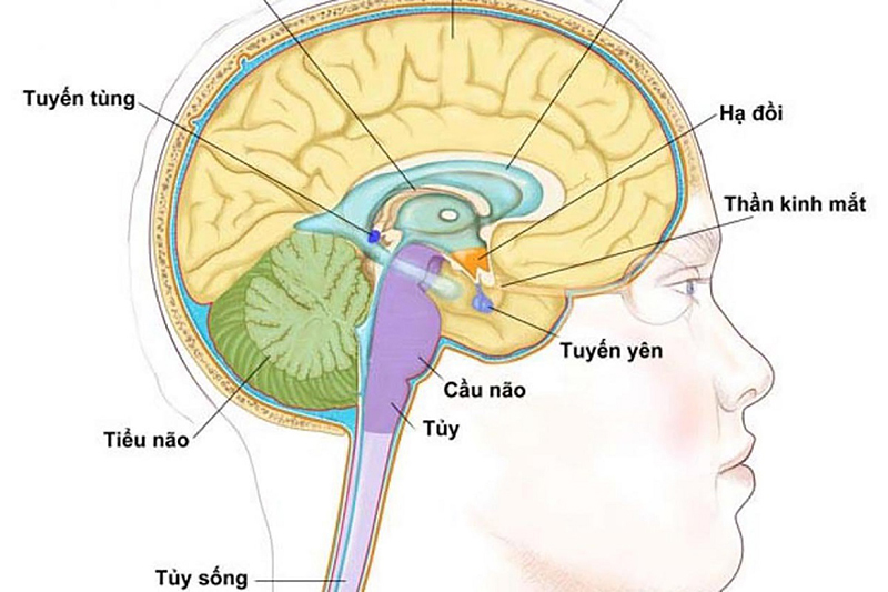 Tuyến yên là tuyến nội tiết sản sinh ra nhiều hormone quan trọng trong cơ thể người