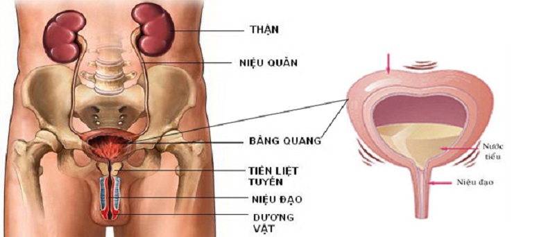  rối loạn co thắt cơ trơn bàng quang 