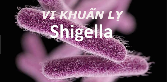 Shigella