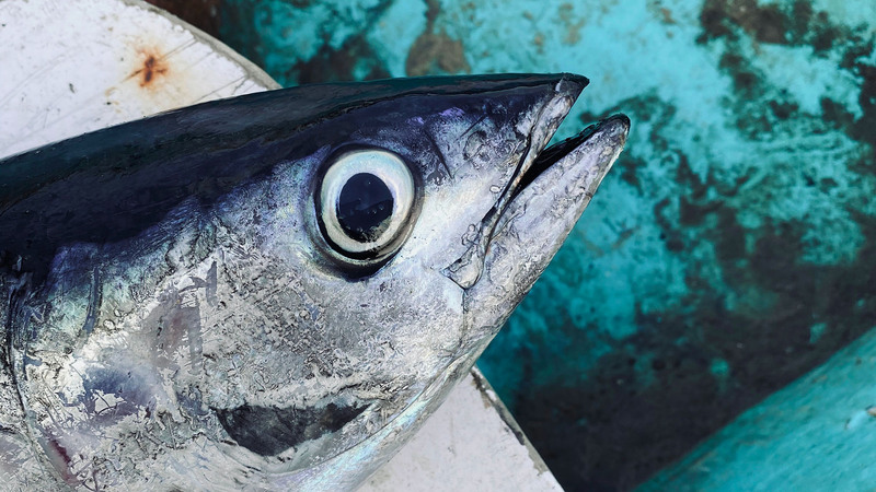 Trẻ em ăn cá ngừ có tốt không và các vấn đề liên quan khác